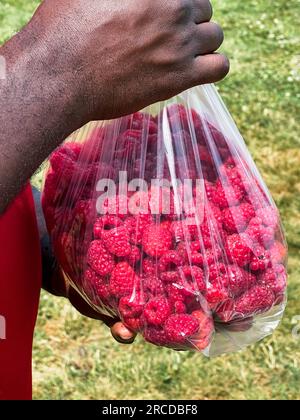 Man's hand holding a bag of freshly picked raspberries. Stock Photo