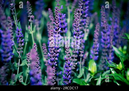 Lupin, a lupin field with  purple  flowers. Lupin flowers. Beautiful lupine flowers among darkgreenery. Lupin (Latin Lupinus) is a genus of plants fro Stock Photo