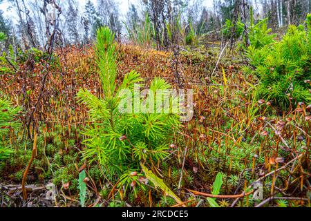 Forest restoration after a fire. European spruce (Picea excelsa, P. abies), spruce undergrowth after 20 years. Boreal forests (taiga) of northeastern Stock Photo