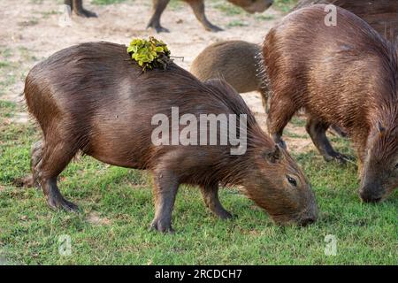 Beautiful view to capybara rodent on open field in the Pantanal Stock Photo
