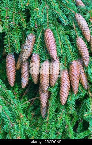 Forest science. Cones from top of European Spruce (Pinus sylvestris) at age of about 100 years after winter fruiting. Some of cones are damaged and re Stock Photo