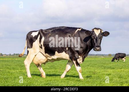 Cow black and white, friesian holstein, passing by in a pasture, a blue cloudy sky and horizon over land Stock Photo