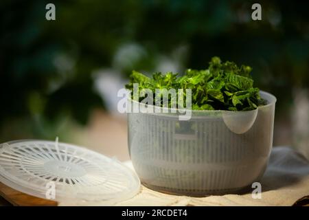 Salad spinner, also known as a salad tosser, kitchen tool used to wash and  remove excess water from mint Stock Photo - Alamy