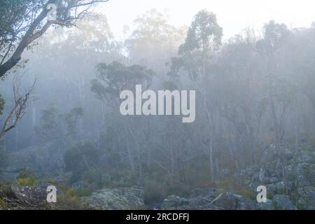 Trees in the fog on banks of Glen Elgin Creek, New England Tablelands, NSW Australia Stock Photo