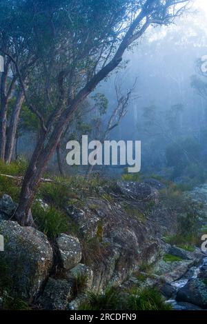 Trees in the fog on banks of Glen Elgin Creek, New England Tablelands, NSW Australia Stock Photo