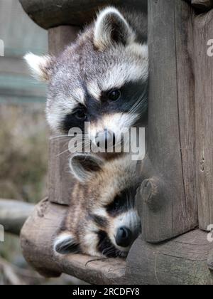 low angle view of a curious racoon looking down and a sleeping racoon Stock Photo