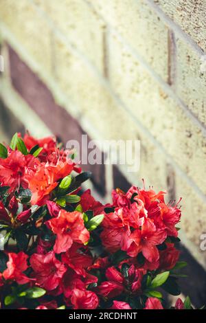 Red azela japonica flowers in pot next to brick wall Stock Photo