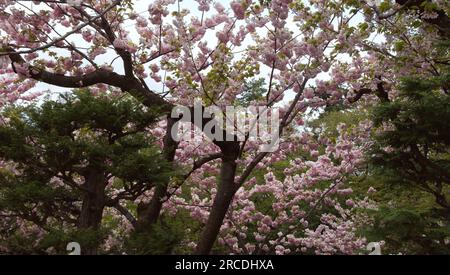 Cherry Blossoms within the gardens of Hirosaki Castle in Japan Stock Photo