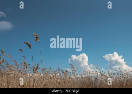 Meadow Reeds , Dry reed on the lake, reed layer, reed seeds. Abstract natural background. High quality photo Stock Photo