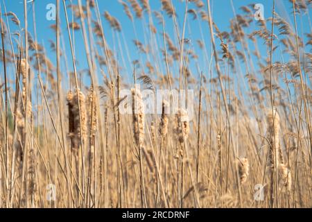 Meadow Reeds , Dry reed on the lake, reed layer, reed seeds. Abstract natural background. High quality photo Stock Photo