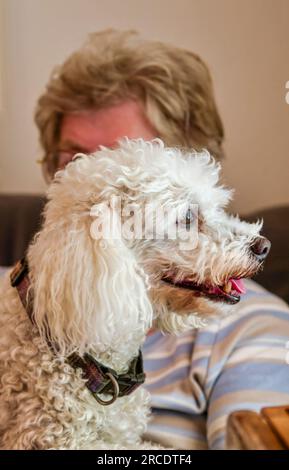 old lady with a poodle dog Stock Photo - Alamy