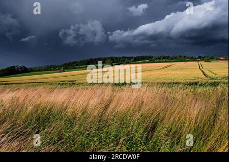 A thunderstorm is gathering over the cornfield. Stock Photo