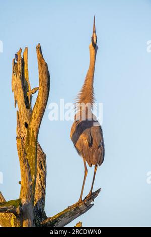 Great Blue Heron (Ardea herodias). Green Cay Wetlands, Palm Beach County, Florida. Stock Photo