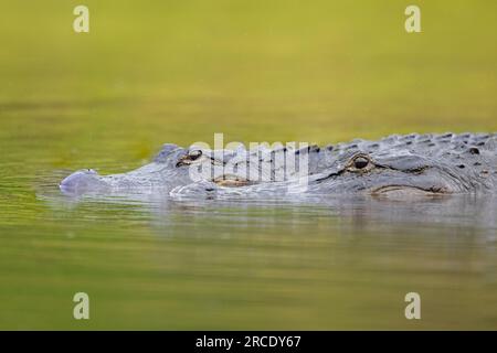 American alligator (A. mississippiensis). Mates in Myakka River State Park, Florida.. Stock Photo