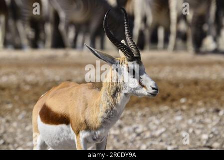 Springbok, a common antelope in Etosha National Park, Namibia Stock Photo