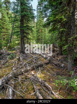 Forest floor with fallen trees caused by an avalanche in Yoho National Park, British Columbia, Canada Stock Photo
