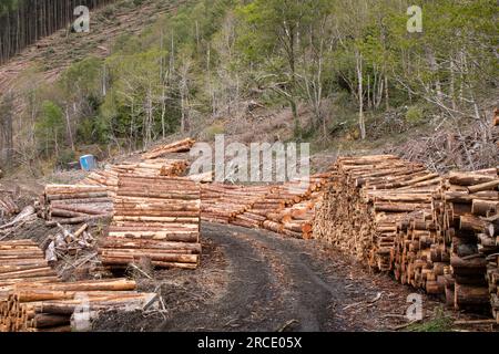 Timber harvesting of a coniferous forests in the UK Stock Photo