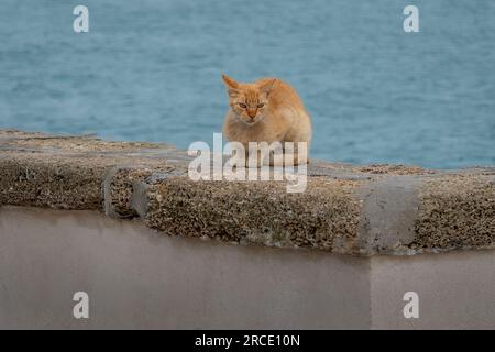 Orange Cat on a Wall by the sea Stock Photo