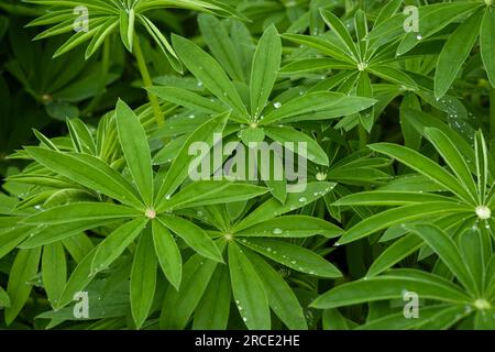Lupins (Lupinus) on English country garden flowerbed (perennial plants close-up, rain drops on leaflets, star-shape) - West Yorkshire, England, UK. Stock Photo