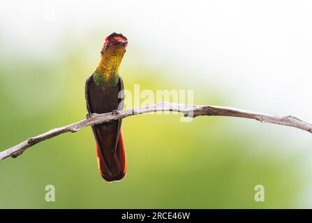 Exotic Ruby Topaz hummingbird, Chrysolampis mosquitus, perching on a branch with pastel colored background. Stock Photo