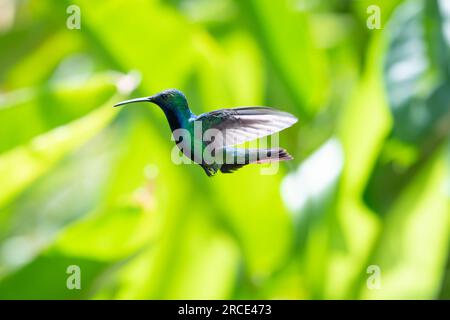 Glittering Black-throated Mango, Anthracothorax nigricollis, hovering in the sunlight Stock Photo