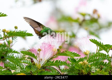 Copper-rumped hummingbird, Amazilia tobaci, feeding on a pink and white Mimosa flower in a Calliandra tree. Stock Photo