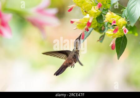 Young Ruby Topaz hummingbird, Chrysolampis mosquitus, in flight feeding on exotic shrimp plant flowers in a pollinator garden. Stock Photo