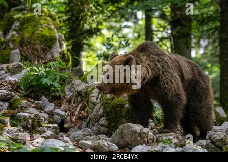 Brown Bear - Ursus arctos large popular mammal from European forests and mountains, Slovenia, Europe. Stock Photo