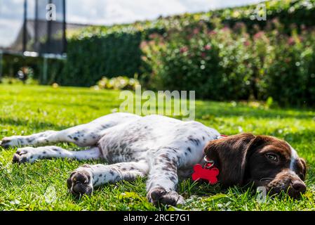 Springer Spaniel Puppy relaxing on the lawn Stock Photo