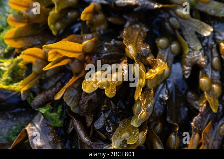 Close up of bladderwrack seaweed - Fucus vesiculosus Stock Photo