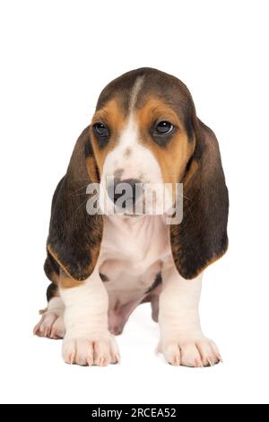 French basset artisien normand puppy sitting and seen from the front isolated on a white background Stock Photo