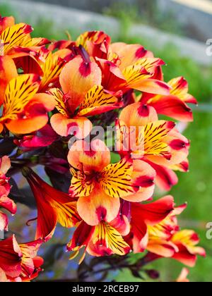 Bright orange and yellow flowers of the dark leaved Peruvian lily, Alstroemeria 'Indian Summer'