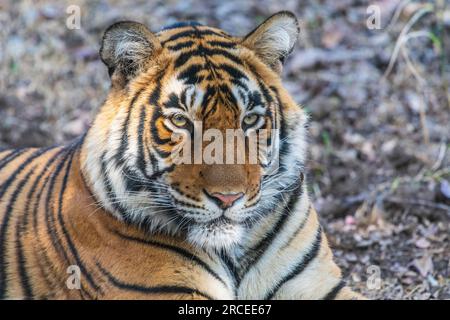 Bengal Tiger in Ranthambore National Park in India Stock Photo