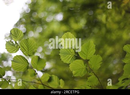 Green leaves on a hazel branch Stock Photo