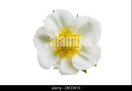 strawberry flower isolated on white background Stock Photo