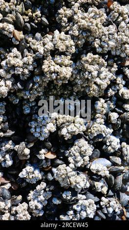 Marine animals Barnacles Cirripedia and mussels Mytilus edulis attached to a wooden post Everett Marina Seattle Washington State USA Stock Photo