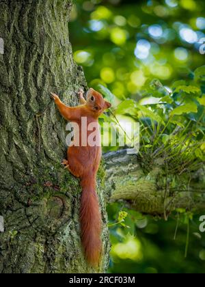 Red Squirrel vertically climbing up a tree in a UK woodland. Stock Photo