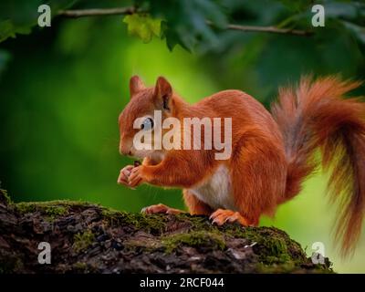 Red Squirrel on a tree branch in a UK forest. Stock Photo