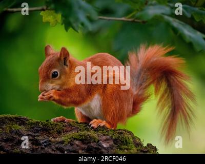 Red Squirrel feeding on a tree branch in a UK forest. Stock Photo