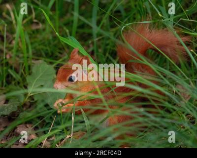 Red Squirrel on the ground foraging for food Stock Photo