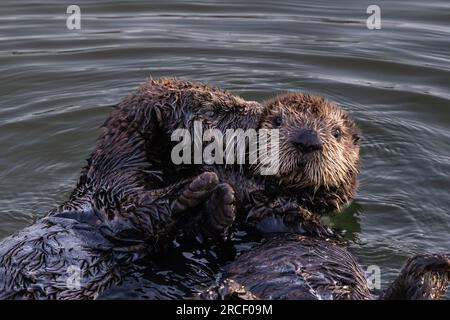 Closeup of pair of sea otters (Enhydra lutris) Floating in ocean on the California coast. One kissing, one looking at camera Stock Photo
