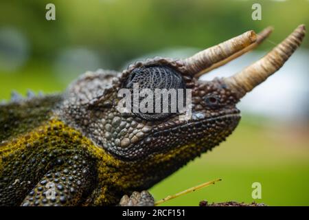 Jackson's chameleon, also known commonly as Jackson's horned chameleon, the three-horned chameleon, and the Kikuyu three-horned chameleon, is a specie Stock Photo