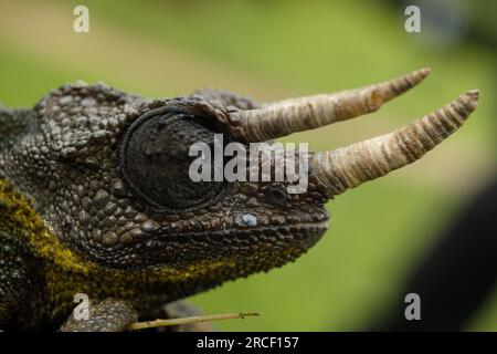 Jackson's chameleon, also known commonly as Jackson's horned chameleon, the three-horned chameleon, and the Kikuyu three-horned chameleon, is a specie Stock Photo