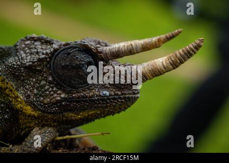 Jackson's chameleon, also known commonly as Jackson's horned chameleon, the three-horned chameleon, and the Kikuyu three-horned chameleon, is a specie Stock Photo