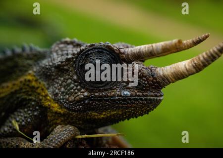 Jackson's chameleon, also known commonly as Jackson's horned chameleon, the three-horned chameleon, and the Kikuyu three-horned chameleon, is a specie Stock Photo