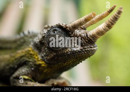 Jackson's chameleon, also known commonly as Jackson's horned chameleon, the three-horned chameleon, and the Kikuyu three-horned chameleon, is a specie Stock Photo