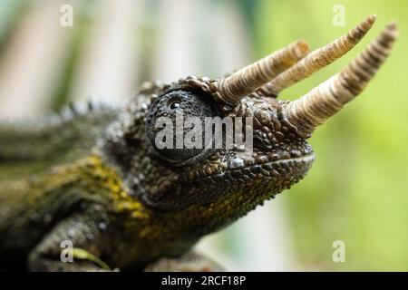 Jackson's chameleon, also known commonly as Jackson's horned chameleon, the three-horned chameleon, and the Kikuyu three-horned chameleon, is a specie Stock Photo