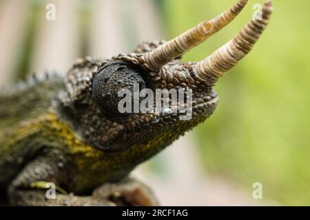 Jackson's chameleon, also known commonly as Jackson's horned chameleon, the three-horned chameleon, and the Kikuyu three-horned chameleon, is a specie Stock Photo