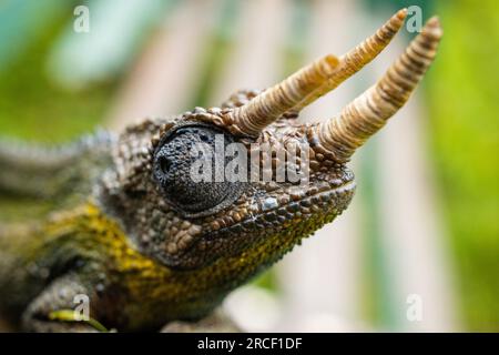 Jackson's chameleon, also known commonly as Jackson's horned chameleon, the three-horned chameleon, and the Kikuyu three-horned chameleon, is a specie Stock Photo