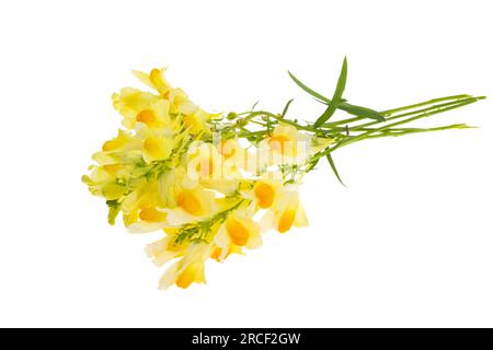 flowers snapdragon isolated on white background Stock Photo